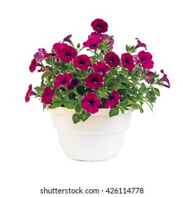 Petunia Pot Isolated On White Background