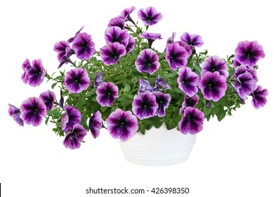 Petunia Pot Isolated On White Background