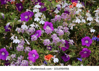 Petunia, Sommerblumen, Blumenmeer - Shutterstock ID 1016984986
