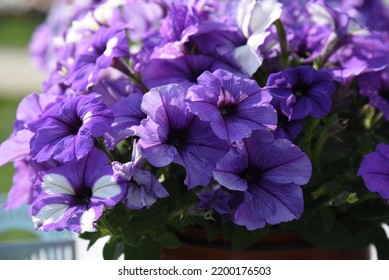 Petunia Splash Dance Moon Walk Grows And Blooms In The Garden In Summer