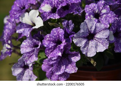 Petunia Splash Dance Moon Walk Grows And Blooms In The Garden In Summer