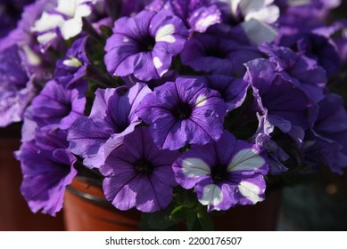 Petunia Splash Dance Moon Walk Grows And Blooms In The Garden In Summer