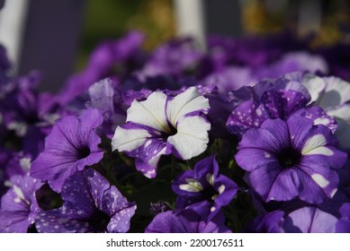 Petunia Splash Dance Moon Walk Grows And Blooms In The Garden In Summer