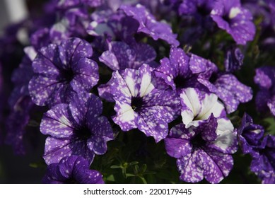 Petunia Splash Dance Moon Walk Grows And Blooms In The Garden In Summer