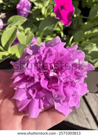 Similar – Image, Stock Photo Flowering lilac in double exposure