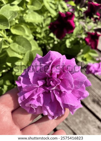 Similar – Image, Stock Photo Flowering lilac in double exposure