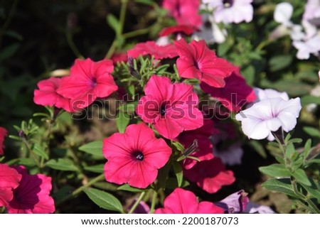 petunia Tidal Wave Cherry grows and blooms in the garden in summer