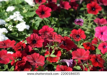 petunia Tidal Wave Red Velour grows and blooms in the garden in summer