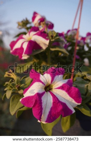 Petunia is a vibrant, trumpet-shaped flowering plant in various colors, including pink, purple, white, and red. It thrives in gardens, hanging baskets, and containers, blooming from spring to fall.
