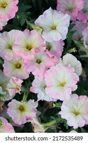 Petunia of the 'Wave Misty Lilac' variety with delicate slightly wavy petals of white-pink color
