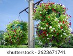 Petunias bloom in hanging pots at Fairhope Municipal Pier, July 11, 2020, in Fairhope, Alabama.