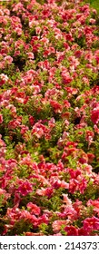 Petunias come in a virtually unlimited range of colors, shapes and sizes. Many pollinating insects will also flock to your garden to feast on nectar-rich petunias in bloom.