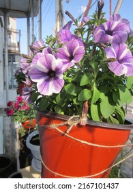 Petunias of different varieties in bright hanging planters decorate the balcony