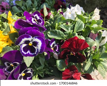 Petunias (lat. Petunia) herbaceous shrubs. Flowers of purple, white, yellow and dark red in the background of green leaves, close-up. - Shutterstock ID 1700146846