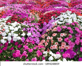 Petunias are one of the most popular summer bedding plants, offer a wealth of luminous colors and enrich gardens, terraces and balconies