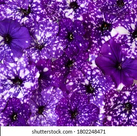 Petunie High Res Stock Images Shutterstock