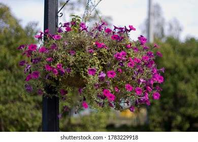 Petunya Gorsel Stok Fotograf Ve Vektorleri Shutterstock