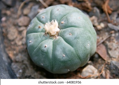 Peyote Cactus.