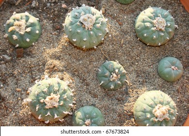 Peyote cactus.