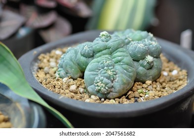 peyote cactus, Lophophora or cactus plant or peyote plant