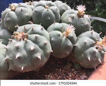 A Peyote Cactus Mescaline cluster in Mexico