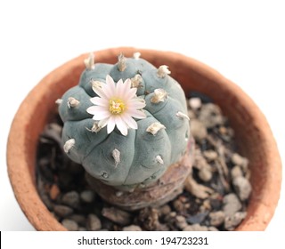 Peyote flower