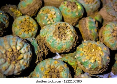 Peyote Harvested Cactus With Mescaline