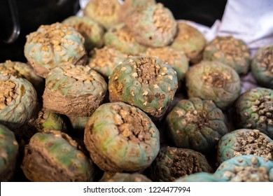 Peyote Harvested Cactus With Mescaline