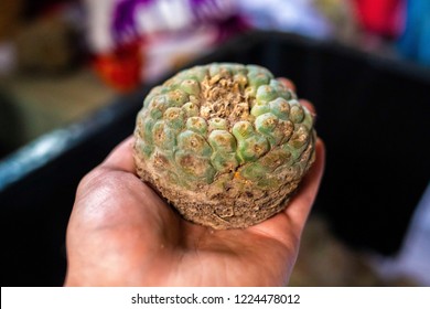 Peyote Harvested Cactus With Mescaline