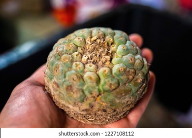 Peyote Harvested Cactus With Mescaline