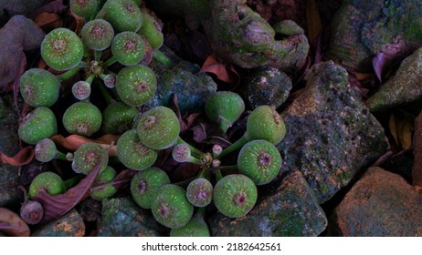 Peyote Harvested Cactus With Mescaline