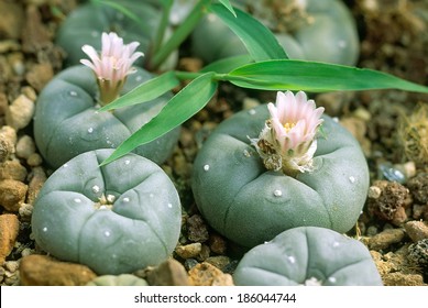 Peyote (Lophophora williamsii): hallucinogenic plant of Central America