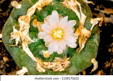 peyote, ritual cactus with flower