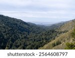 Pfeifer Big Sur State Park Forest Looking Towards the Ocean and Point Sur Lighthouse on the California Coast