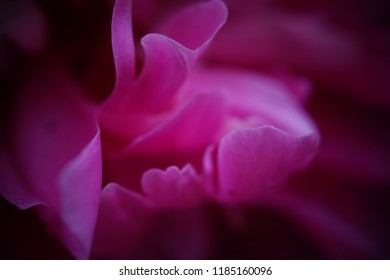 Pfingstrose, Nahansicht, Farbenpracht, Blume - Shutterstock ID 1185160096