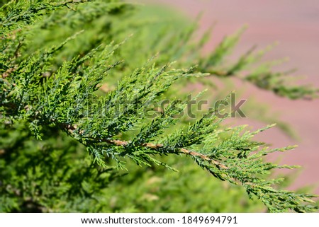Pfitzer Juniper branch - Latin name - Juniperus x media Pfitzeriana