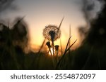 Pflanzen, Blume, Sonnenuntergang, Plant, Pusteblume 