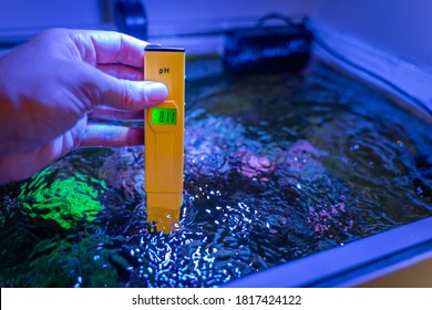 PH Checking In A Marine Aquarium With An Electronic Ph Meter