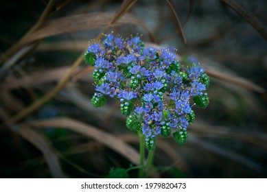 Phacelia Congesta Texas Native Blue Curls 