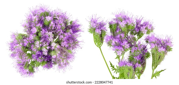 Phacelia flower isolated on white background with full depth of field. Top view. Flat lay