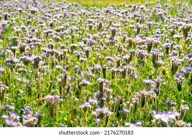 Phacelia tanacetifolia (known as lacy phacelia, blue tansy or purple tansy), arable plant also honey plant with purple flowers
