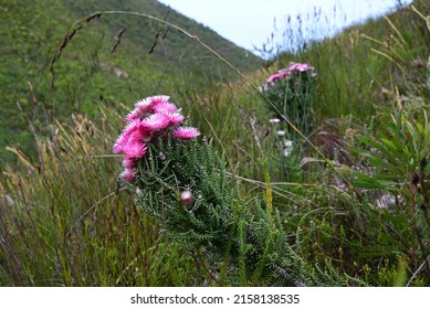 Phaenocoma Prolifera In The Wild As A Typical And Indigenous Part Of South Africa's Fynbos, The Biodiverse Cape Floral Kingdom And Cape Floristic Region. It Is Also Calles Pink Strawflower.