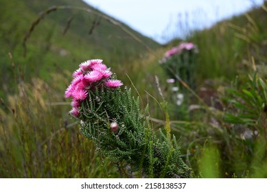 Phaenocoma Prolifera In The Wild As A Typical And Indigenous Part Of South Africa's Fynbos, The Biodiverse Cape Floral Kingdom And Cape Floristic Region. It Is Also Calles Pink Strawflower.