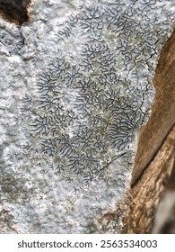 An Phaeographis, Lichen Graphis scripta on a Tea tree trunk
