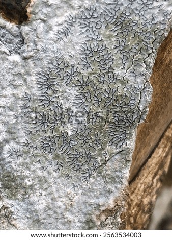 An Phaeographis, Lichen Graphis scripta on a Tea tree trunk
