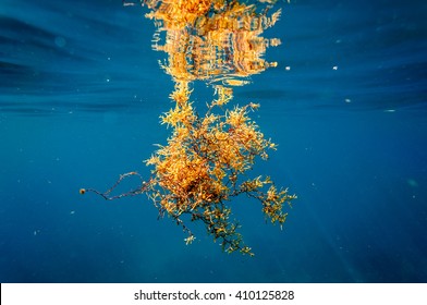 Phaeophyceae: Sargassum Seaweed Underwater With Reflection At The Surface