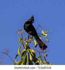 Phainopepla