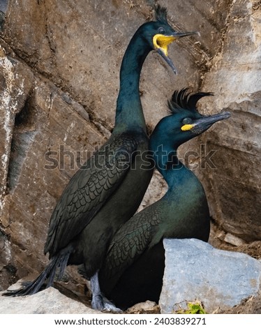 Phalacrocorax aristotelis bird, The European shag or common shag is a species of cormorant