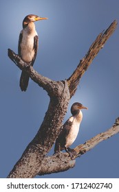 Phalacrocorax Brasilianus  Phalacrocoracidae Anhingidae Bird