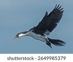 The Phalacrocorax varius, Australian pied cormorant, also known as the pied cormorant, pied shag, or great pied cormorant, is a medium-sized member of the cormorant family. 